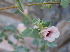 Gossypium anomalum, photograph author not stated, no rights reserved