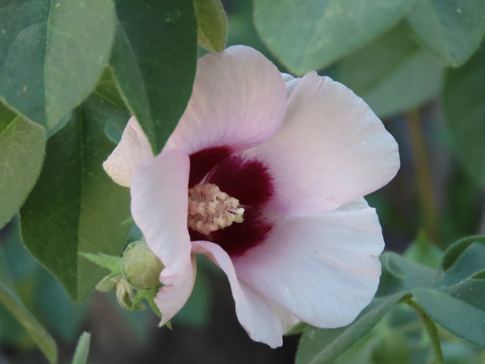 African Wild Cotton (Gossypium anomalum)