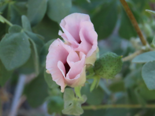 Gossypium anomalum, photograph 4