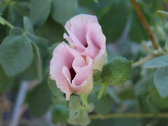 Gossypium anomalum, photograph author not stated, no rights reserved