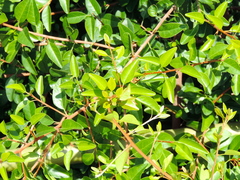 Erythroxylum mexicanum