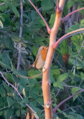 Erithacus rubecula