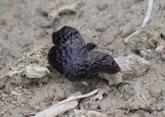 Camptopleura auxo