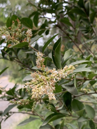 Ligustrum ovalifolium