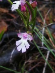 Cynorkis fastigiata