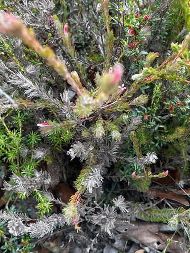 Adenanthos macropodianus (Adenanthos macropodianus)