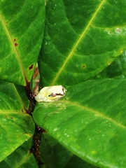 Heterixalus madagascariensis