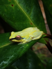 Heterixalus madagascariensis