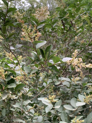 Ligustrum ovalifolium