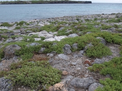 Sesuvium edmonstonei