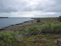 Sesuvium edmonstonei