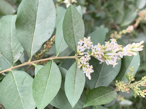Ligustrum ovalifolium