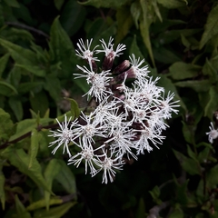 Aristeguietia salvia