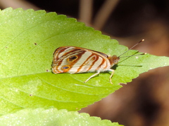 Dynamine postverta mexicana