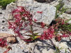 Codonorhiza micrantha