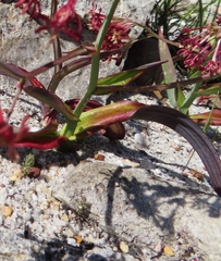 Codonorhiza micrantha