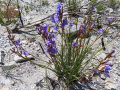 Aristea juncifolia