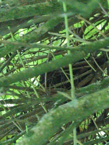 View observation of {o.common_name} on iNaturalist