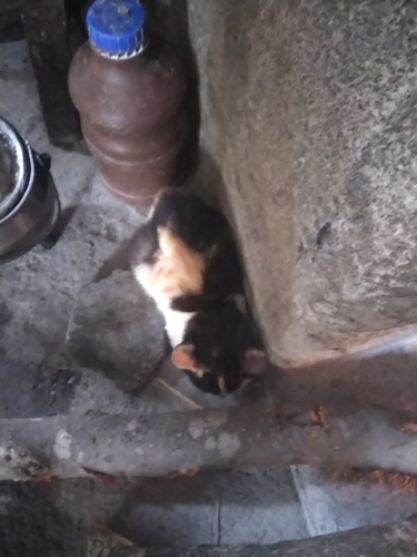 Domestic Cat