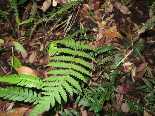 Megalastrum spectabile, photograph 5