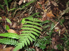 Megalastrum spectabile, photograph (c) Eric Schmidt, some rights reserved (CC BY)
