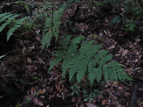 Megalastrum spectabile, photograph 4