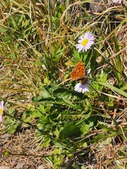 Polygonia c-aureum
