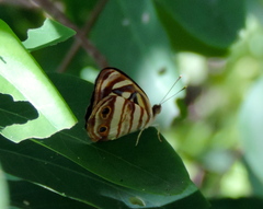 Dynamine postverta mexicana