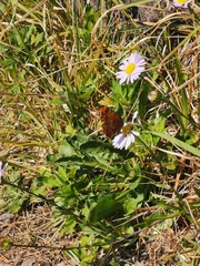 Polygonia c-aureum
