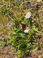 Polygonia c-aureum