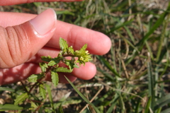 Rorippa cantoniensis