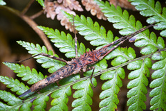 Labidiophasma rouxi