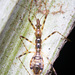 Nabis larvatus - Photo (c) Damien Brouste,  זכויות יוצרים חלקיות (CC BY-NC), הועלה על ידי Damien Brouste