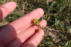 Rorippa cantoniensis