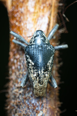 Idastes