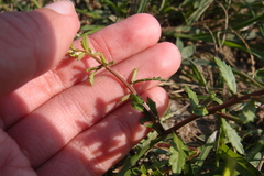 Rorippa cantoniensis