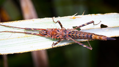 Labidiophasma rouxi