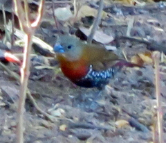 Hypargos niveoguttatus