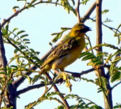 Ploceus cucullatus