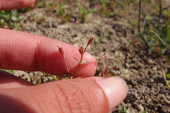 Lindernia procumbens