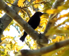 Chalcomitra amethystina