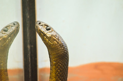 Oxyuranus microlepidotus