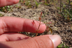 Lindernia procumbens