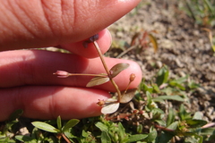 Lindernia procumbens