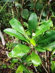 Euphorbia thouarsiana image