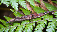 Labidiophasma rouxi