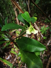 Euphorbia thouarsiana image