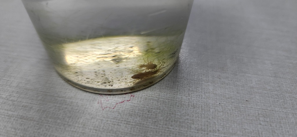 Gammarus syriacus
