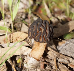 Morchella australiana