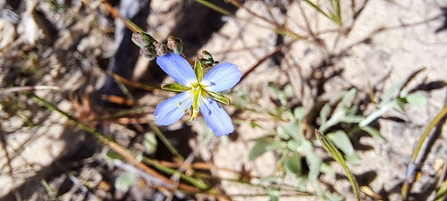 Finger Sunspurge (Heliophila digitata)